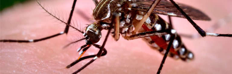 Dengue: conheça maneiras simples de prevenir
